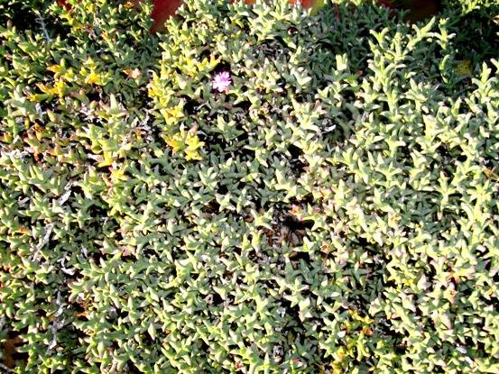 Ruschia inconspicua