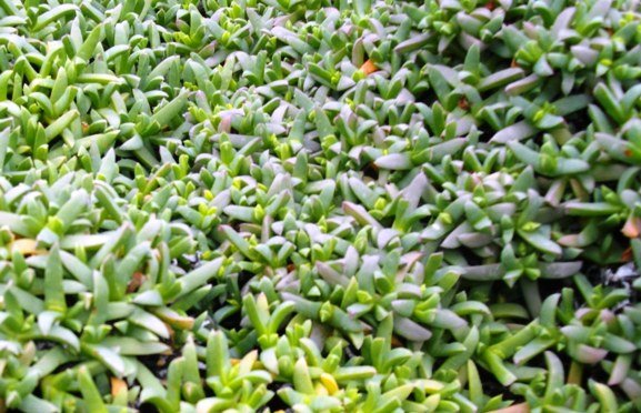 Ruschia lineolata