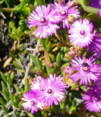 Ruschia macowanii
