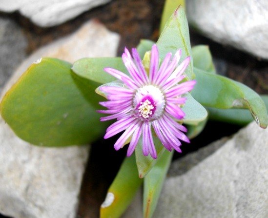 Ruschia maxima flower