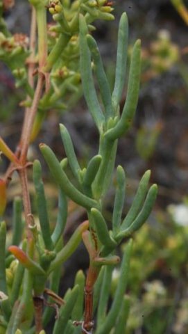 Ruschia multiflora leaves
