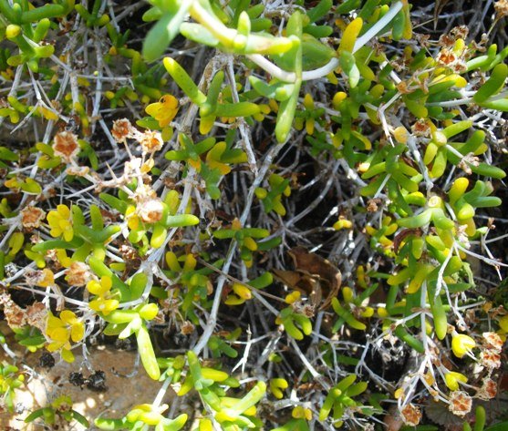 Ruschia spinosa