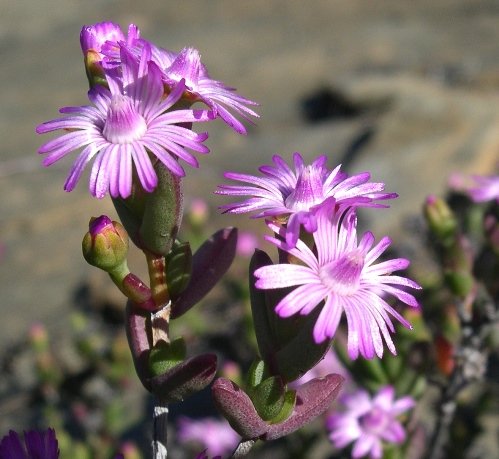 Ruschia virgata