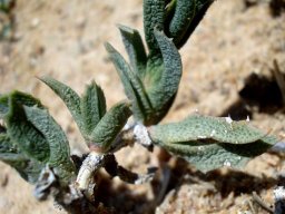 Ruschia calcarea leaves