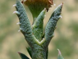 Ruschia calcarea young fruit and keel teeth