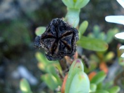 Ruschia goodiae capsule and leaves