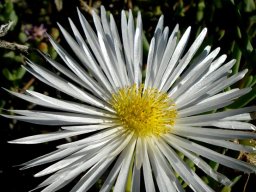 Ruschia goodiae flower