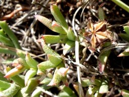 Ruschia griquensis