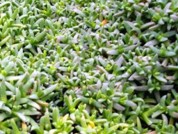 Ruschia lineolata
