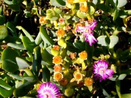 Ruschia maxima in fruit