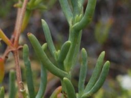 Ruschia multiflora leaves