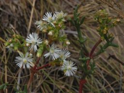 Ruschia multiflora