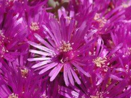 Ruschia pungens flowers