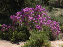 Ruschia pungens colour brushes at all tips