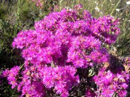 Ruschia pungens in exuberance