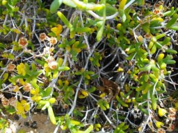 Ruschia spinosa
