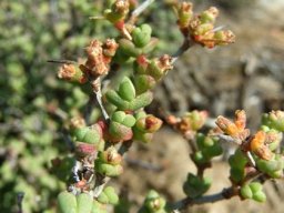 Ruschia spinosa leaves and fruits