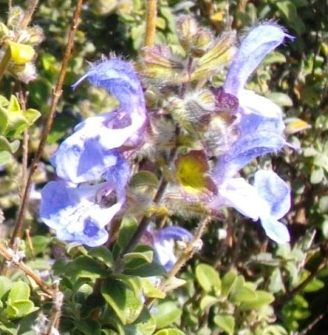 Salvia africana