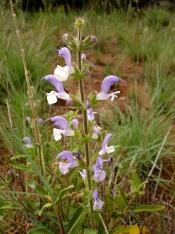Salvia africana inflorescence
