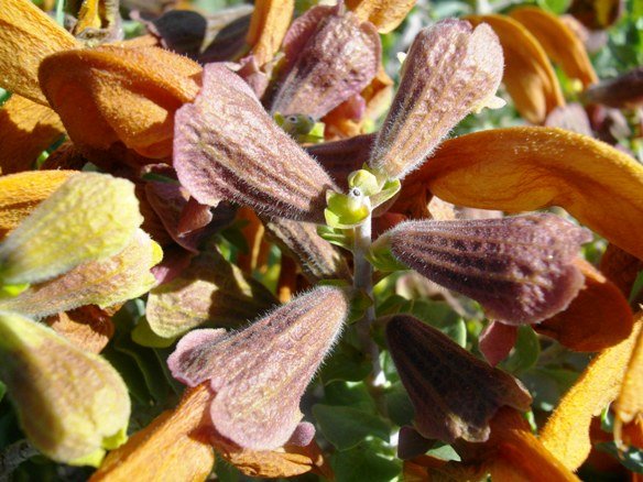 Salvia aurea flowers