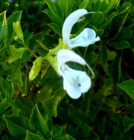 Salvia aurita