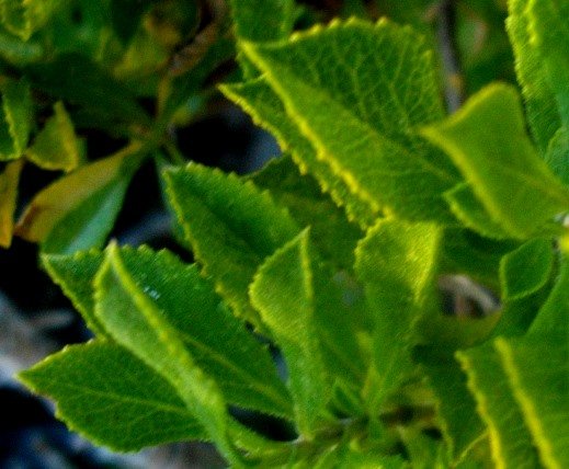 Salvia aurita leaves