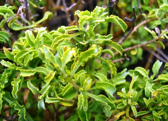 Salvia dentata 