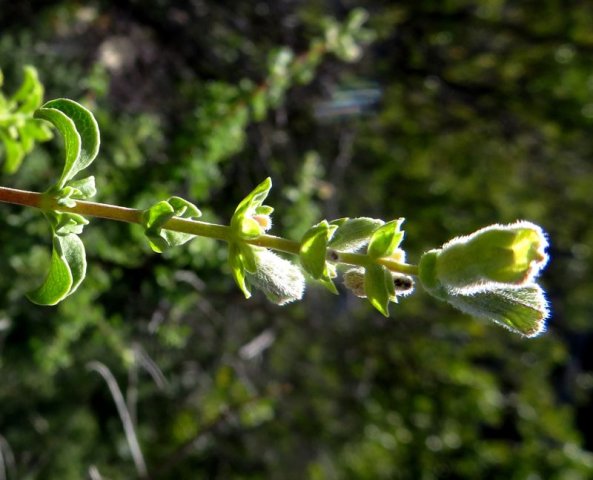 Salvia dentata flowering stem-tip with bare internodes