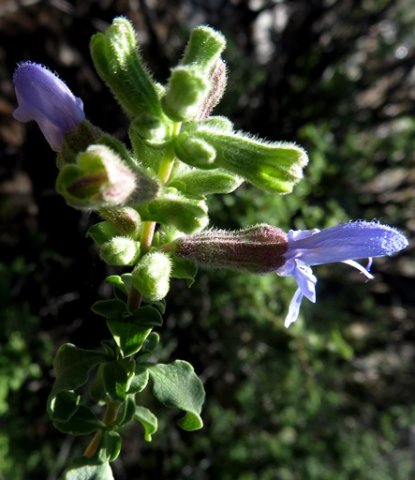 Salvia dentata flowers in spaced whorls