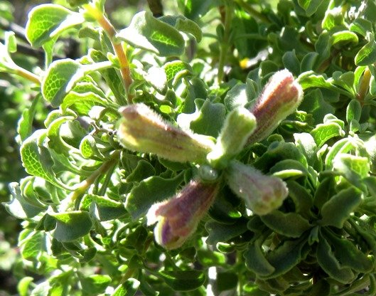 Salvia dentata stem-tips