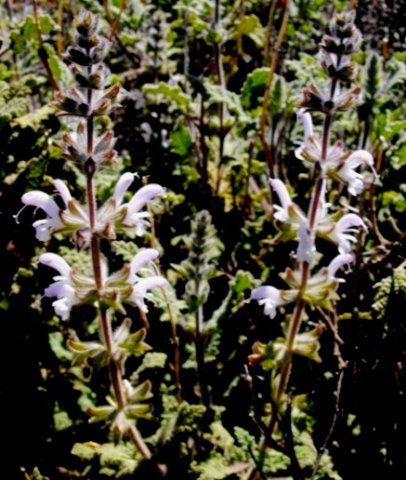 Salvia disermas