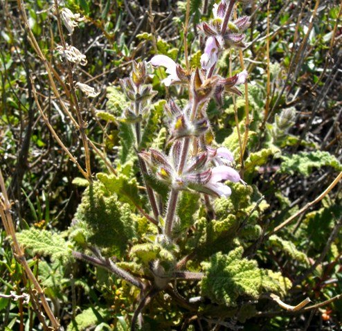Salvia disermas leaves