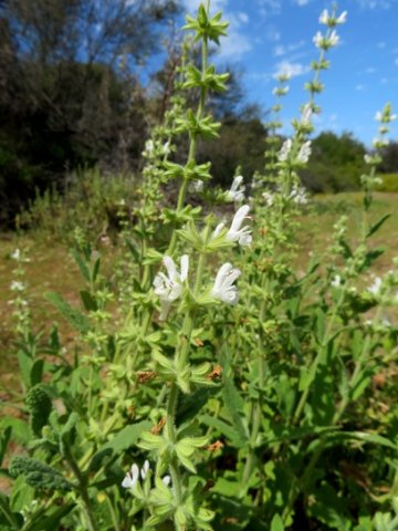 Salvia