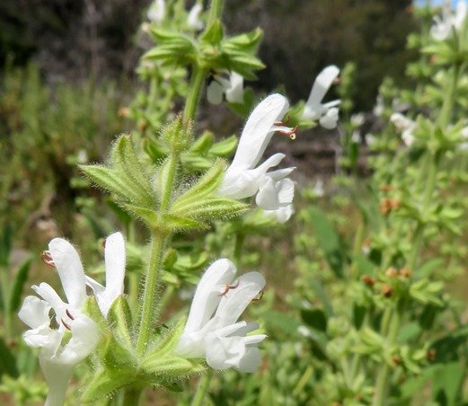 Salvia disermas bracts below the calyces