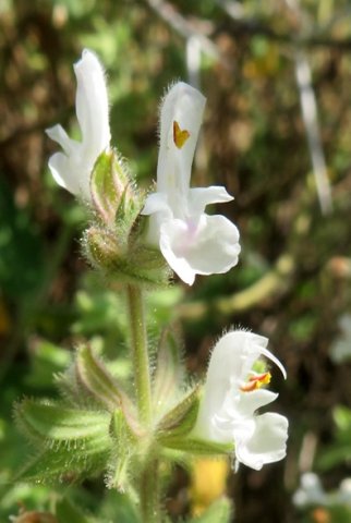 Salvia disermas flowers