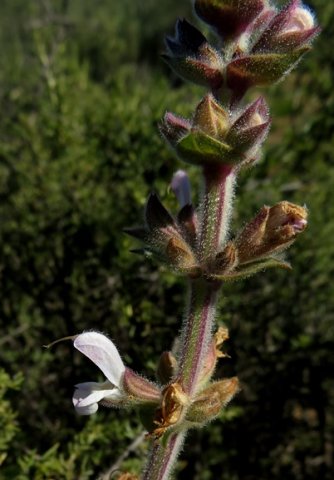 Salvia disermas buds