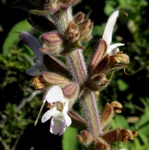 Salvia disermas many hairs