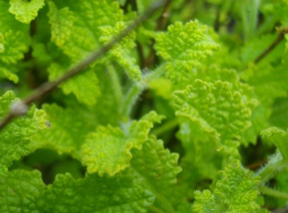 Salvia garipensis 