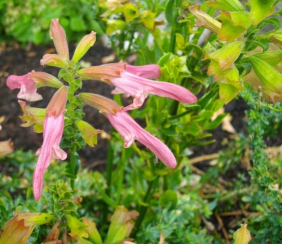 Salvia thermarum