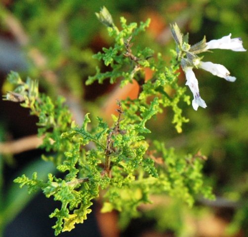 Salvia namaensis flower