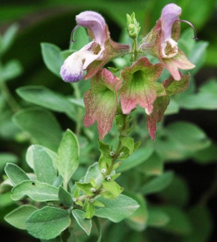 Salvia dolomitica