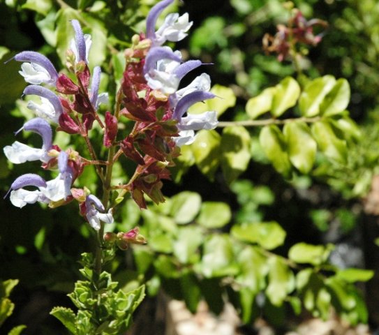 Salvia chamelaeagnea flower