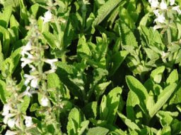 Salvia repens