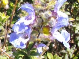 Salvia africana