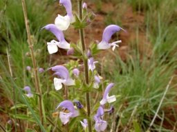 Salvia africana inflorescence