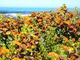 Salvia aurea by the sea at Onrus