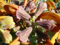 Salvia aurea flowers