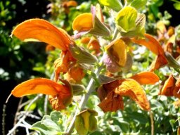 Salvia aurea stem bearing flowers
