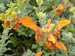 Salvia aurea buds