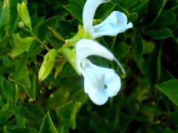 Salvia aurita